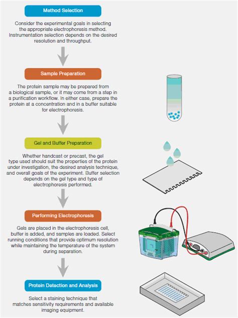 vomol|On the Applicability of Electrophoresis for Protein。